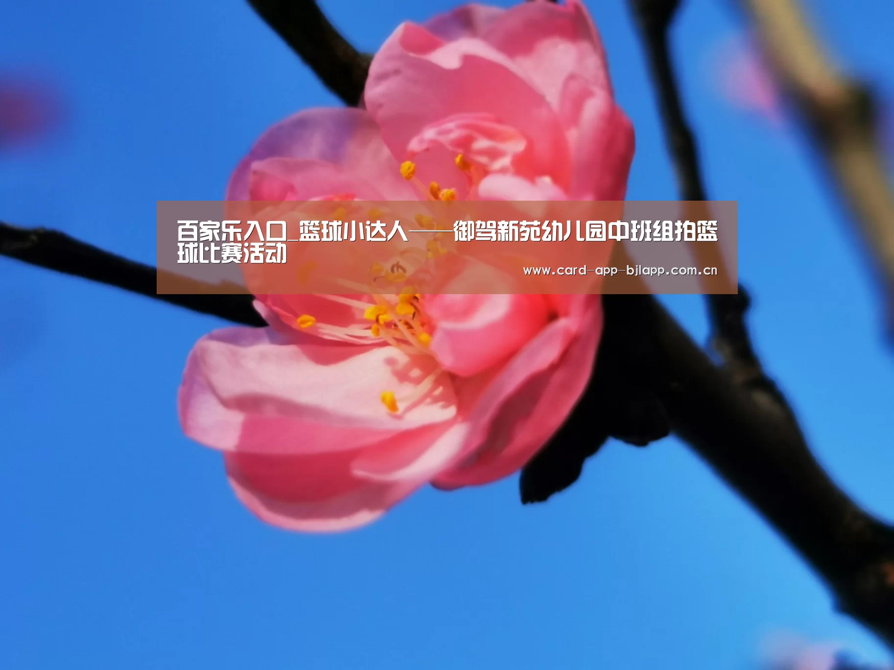 百家乐入口_篮球小达人——御驾新苑幼儿园中班组拍篮球比赛活动(图1) 澳门百家乐网站